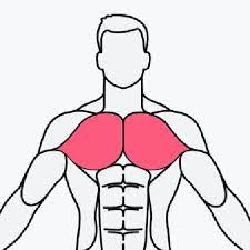 MuscleWiki APK MuscleWiki APK APK